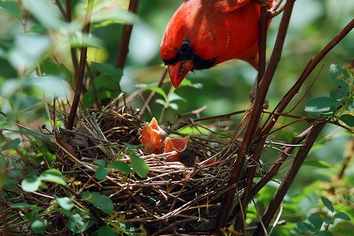 Cardinal feeding chicks.jpg